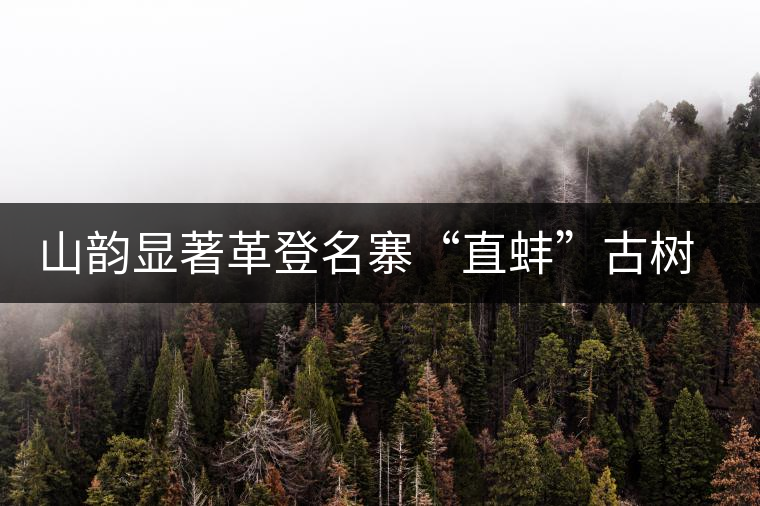 山韻顯著革登名寨“直蚌”古樹茶特點介紹 山韻顯著革登名寨“直蚌”古樹茶特點介紹