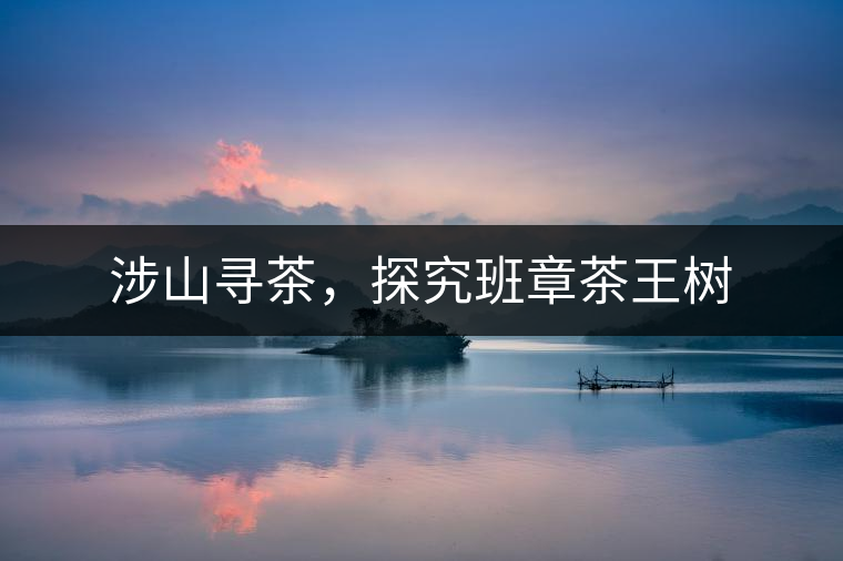 涉山尋茶，探究班章茶王樹