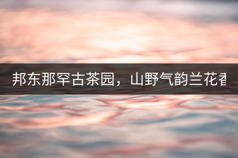 邦東那罕古茶園，山野氣韻蘭花香！