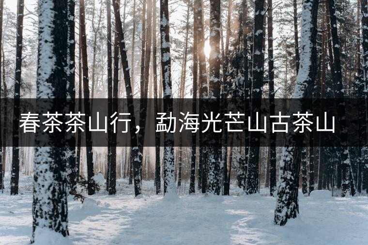 春茶茶山行，勐海光芒山古茶山你去過嗎？