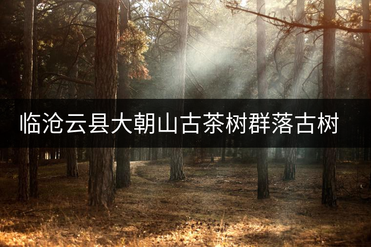 臨滄云縣大朝山古茶樹(shù)群落古樹(shù)茶特點(diǎn)介紹