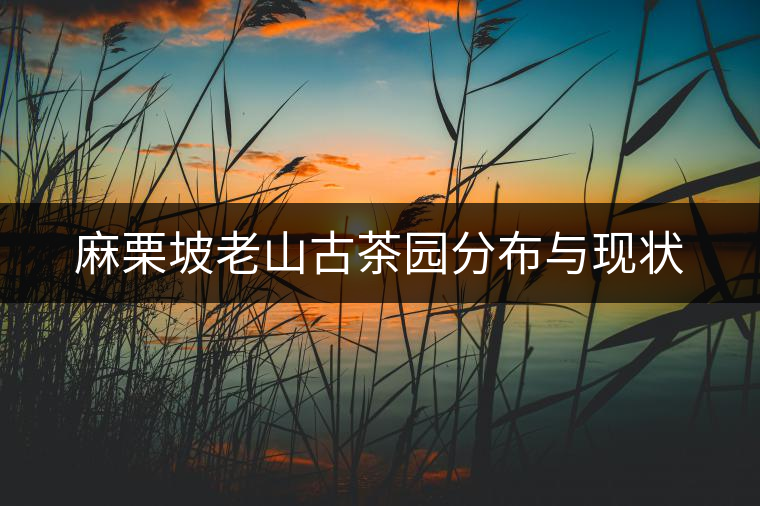 麻栗坡老山古茶園分布與現(xiàn)狀