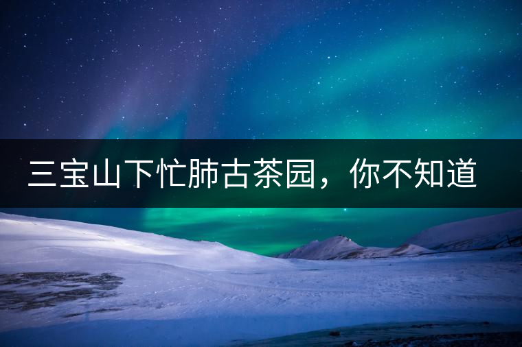 三寶山下忙肺古茶園，你不知道的古樹茶傳說