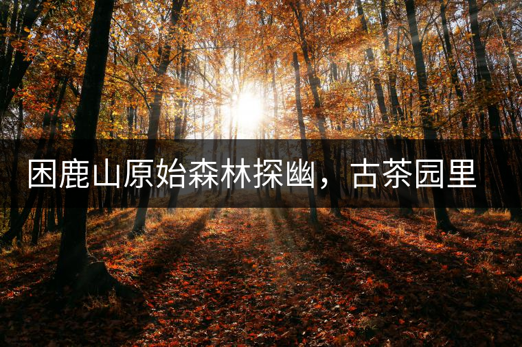 困鹿山原始森林探幽，古茶園里的優(yōu)美景色