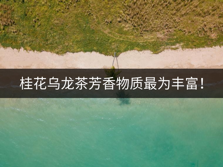 桂花烏龍茶芳香物質(zhì)最為豐富！