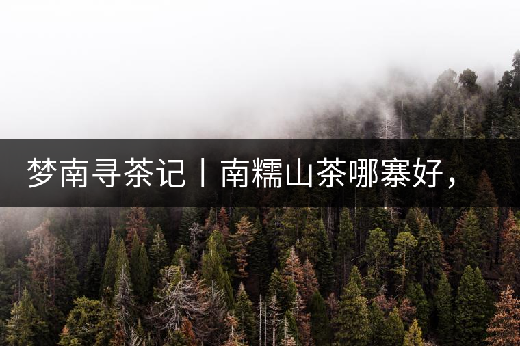 夢(mèng)南尋茶記丨南糯山茶哪寨好，半坡老寨數(shù)第一