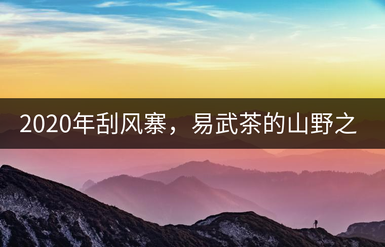 2020年刮風(fēng)寨，易武茶的山野之王-易武中聘號