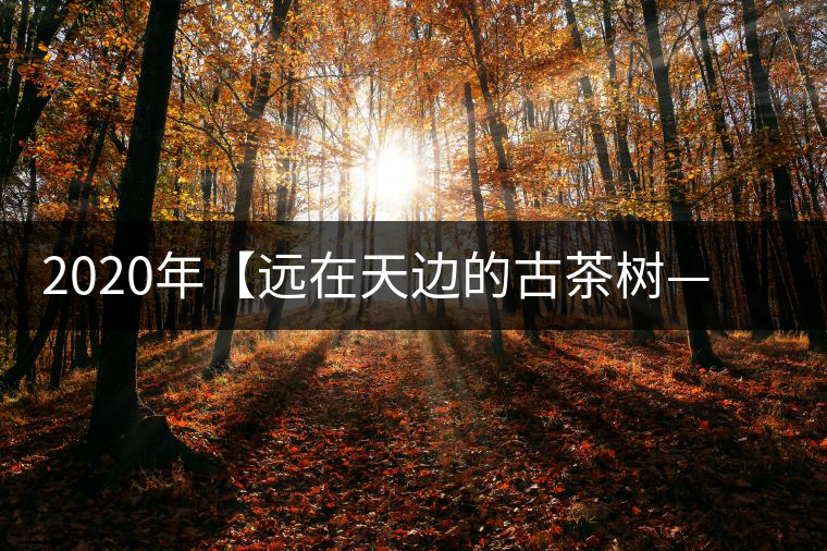 2020年【遠(yuǎn)在天邊的古茶樹(shù)——天門(mén)山天生古樹(shù)】-易武中聘號(hào)