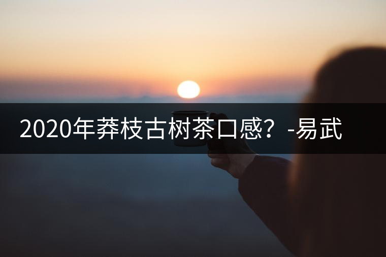 2020年莽枝古樹茶口感？-易武中聘號