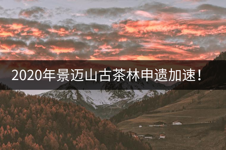 2020年景邁山古茶林申遺加速！古樹(shù)茶每年禁采3個(gè)月-易武中聘號(hào)