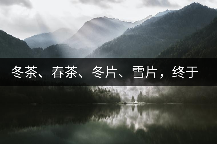 冬茶、春茶、冬片、雪片，終于分清楚了
