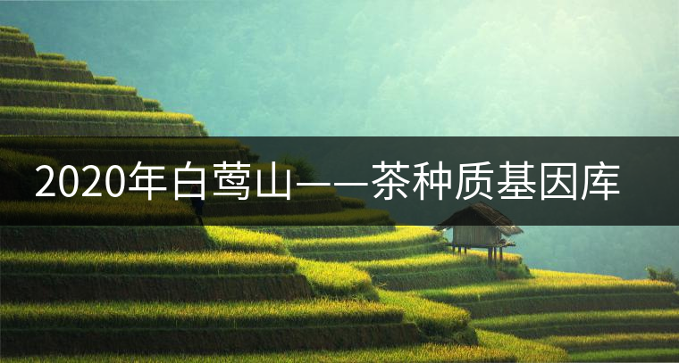 2020年白鶯山——茶種質(zhì)基因庫-易武中聘號 2020年白鶯山——茶種質(zhì)基因庫-易武中聘號