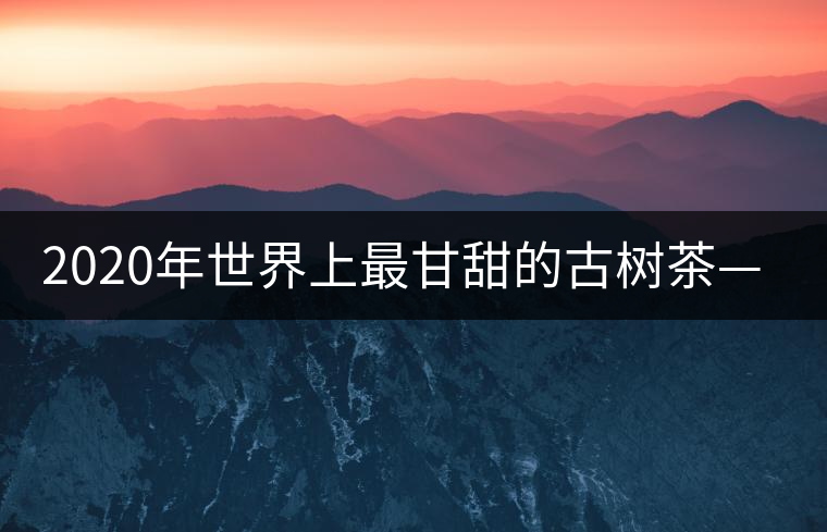 2020年世界上最甘甜的古樹(shù)茶—黃草壩古茶-易武中聘號(hào)