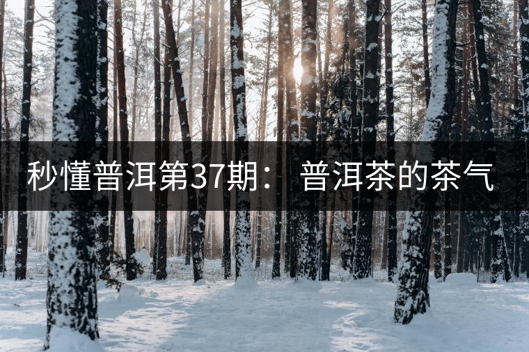 秒懂普洱第37期： 普洱茶的茶氣到底是什么？