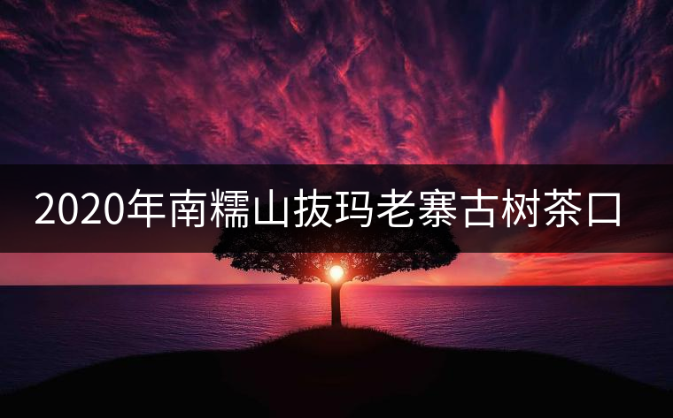 2020年南糯山抜瑪老寨古樹茶口感-易武中聘號(hào) 2020年南糯山抜瑪老寨古樹茶口感-易武中聘號(hào)