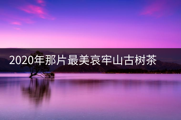 2020年那片最美哀牢山古樹(shù)茶 讓我了遇見(jiàn)你-易武中聘號(hào)