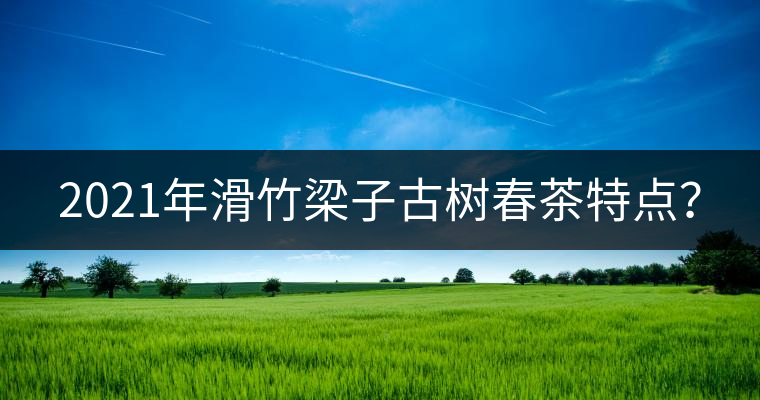2021年滑竹梁子古樹春茶特點(diǎn)？