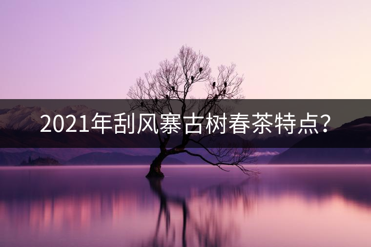 2021年刮風(fēng)寨古樹(shù)春茶特點(diǎn)？