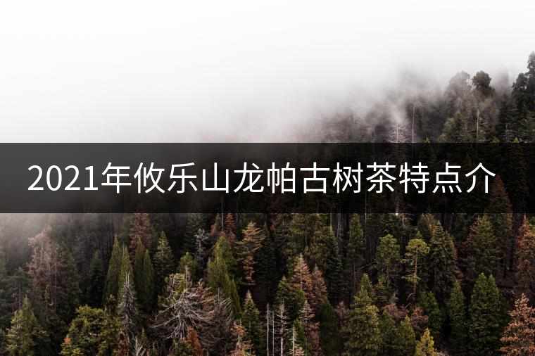 2021年攸樂(lè)山龍帕古樹茶特點(diǎn)介紹