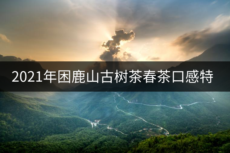 2021年困鹿山古樹(shù)茶春茶口感特點(diǎn) 2021年困鹿山古樹(shù)茶春茶口感特點(diǎn)