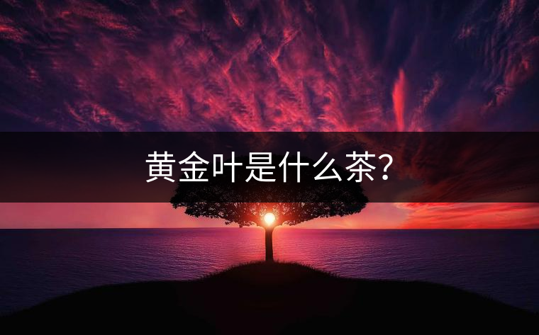 黃金葉是什么茶？