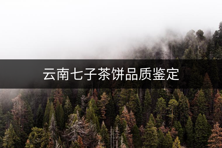 云南七子茶餅品質(zhì)鑒定