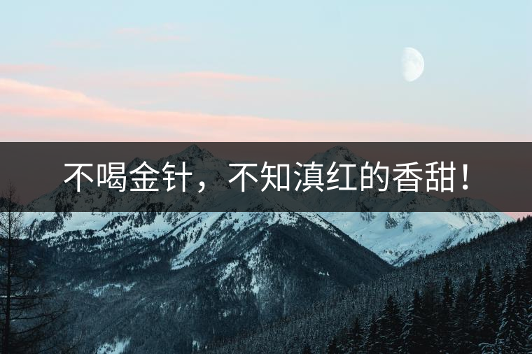 不喝金針，不知滇紅的香甜！