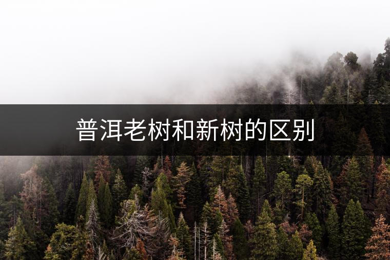 普洱老樹和新樹的區(qū)別 普洱老樹和新樹的區(qū)別