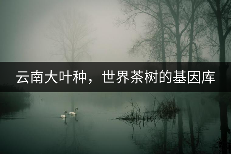 云南大葉種，世界茶樹的基因庫(kù)