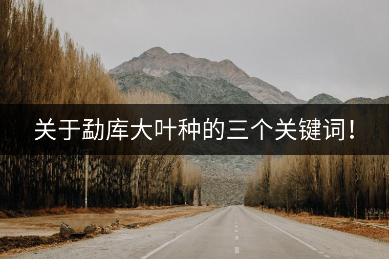 關(guān)于勐庫大葉種的三個關(guān)鍵詞！