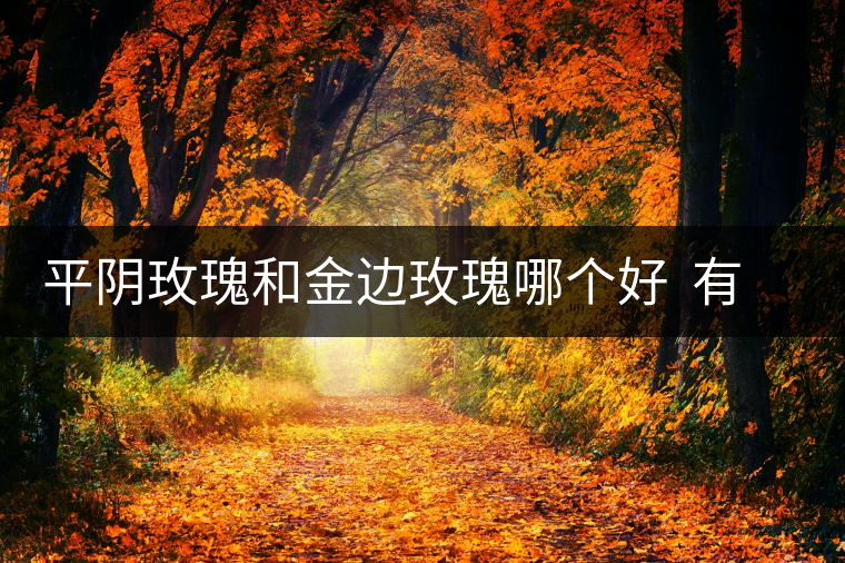 平陰玫瑰和金邊玫瑰哪個(gè)好  有什么區(qū)別