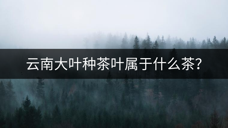 云南大葉種茶葉屬于什么茶？