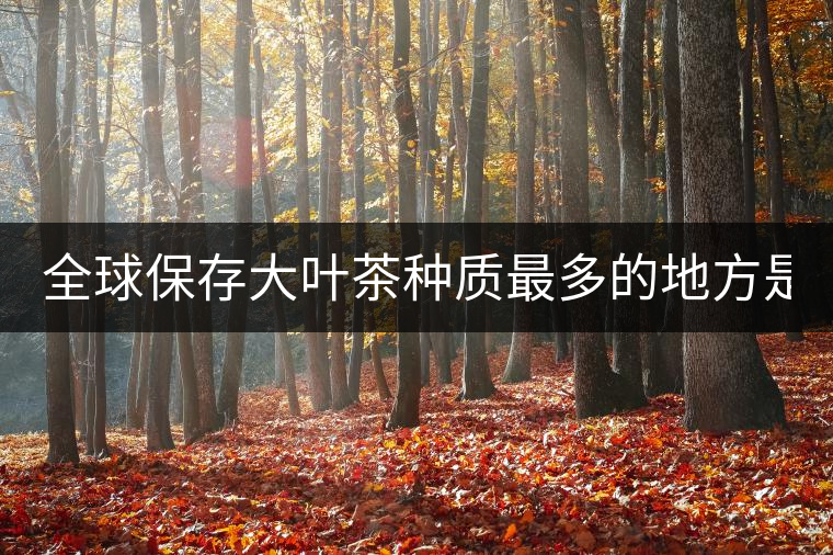 全球保存大葉茶種質最多的地方是哪？
