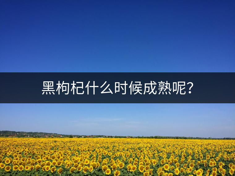 黑枸杞什么時(shí)候成熟呢？