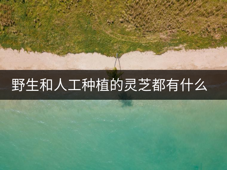 野生和人工種植的靈芝都有什么區(qū)別？