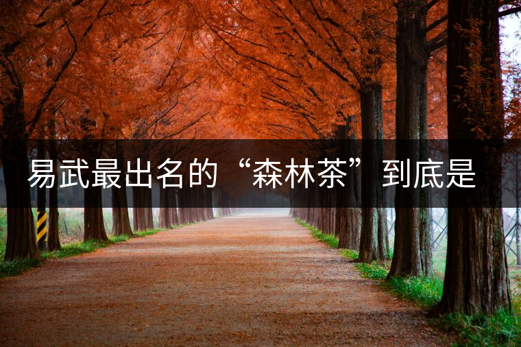 易武最出名的“森林茶”到底是什么茶？