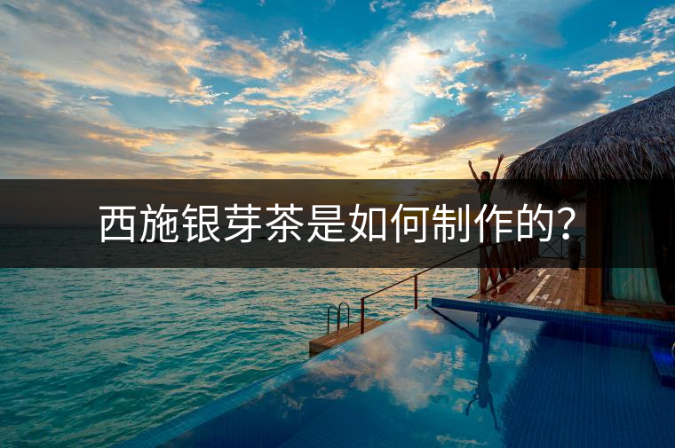 西施銀芽茶是如何制作的？