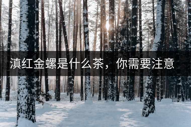 滇紅金螺是什么茶，你需要注意沖泡技巧