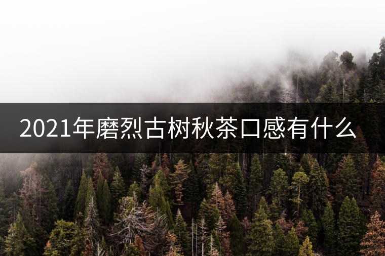 2021年磨烈古樹(shù)秋茶口感有什么特點(diǎn)？