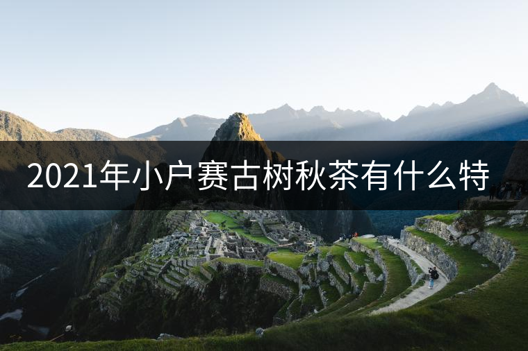 2021年小戶賽古樹秋茶有什么特點(diǎn)？