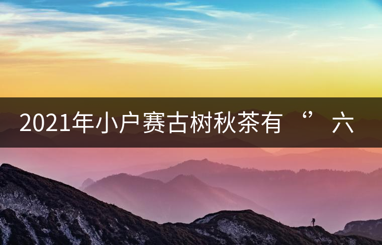 2021年小戶賽古樹秋茶有‘’六奇‘’ 2021年小戶賽古樹秋茶有‘’六奇‘’