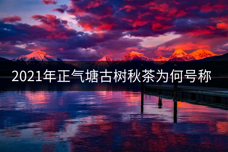 2021年正氣塘古樹秋茶為何號稱小冰島？