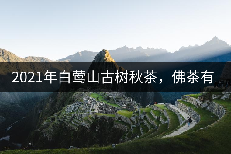 2021年白鶯山古樹(shù)秋茶，佛茶有什么魅力？