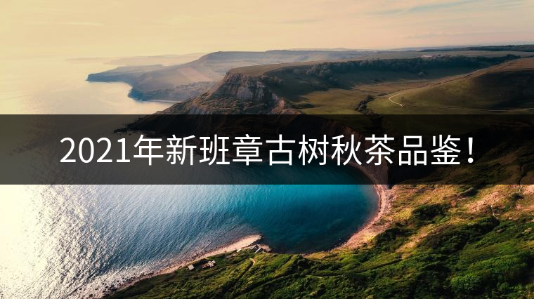 2021年新班章古樹秋茶品鑒！