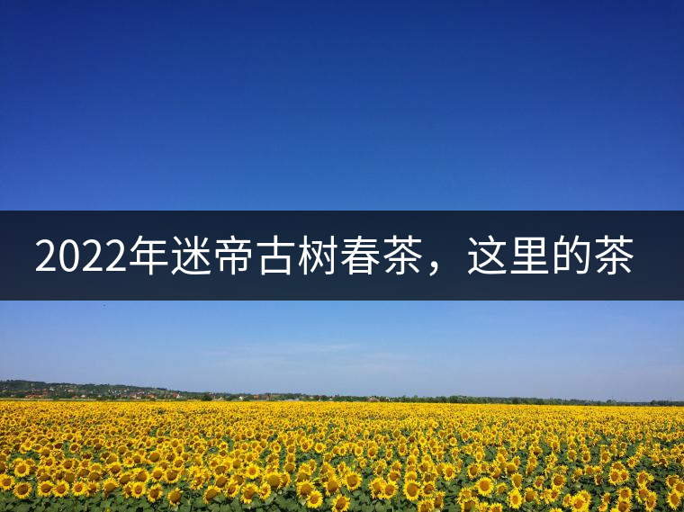 2022年迷帝古樹春茶，這里的茶 皇帝都著迷