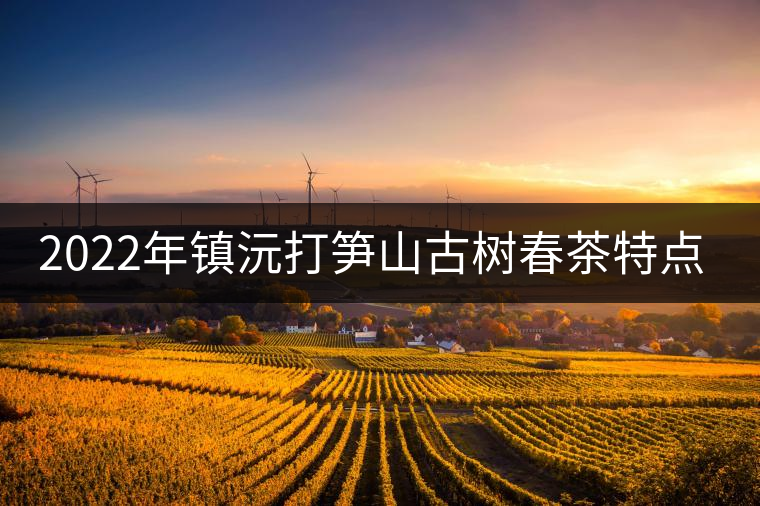 2022年鎮(zhèn)沅打筍山古樹春茶特點？