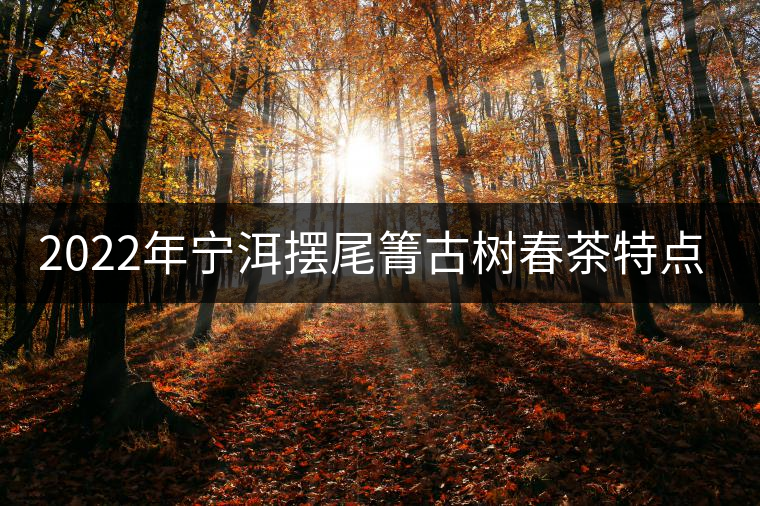 2022年寧洱擺尾箐古樹春茶特點？