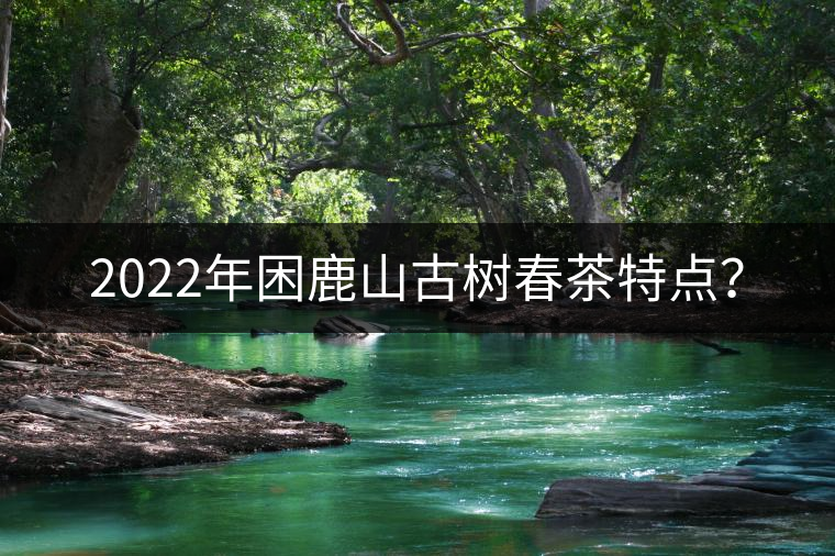 2022年困鹿山古樹春茶特點? 2022年困鹿山古樹春茶特點?