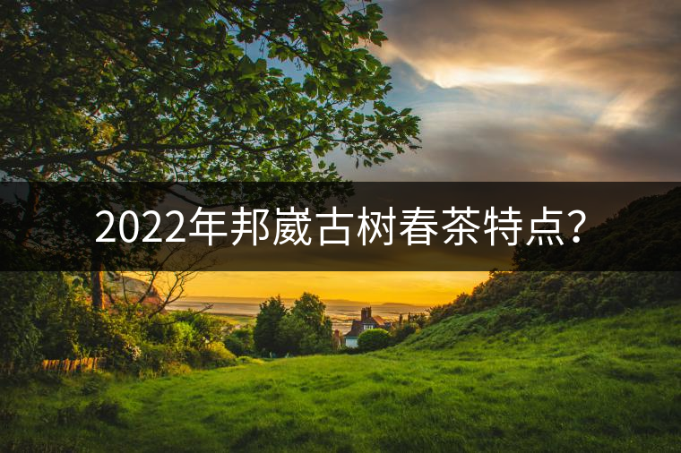 2022年邦崴古樹春茶特點？