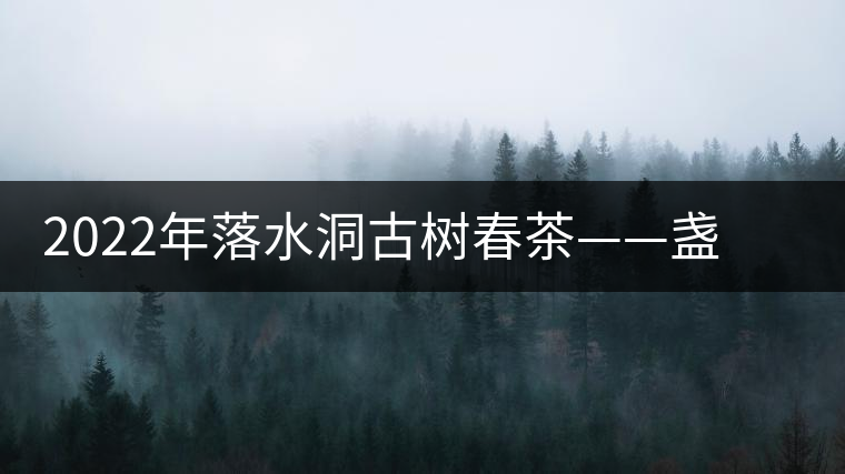 2022年落水洞古樹春茶——盞盛琥珀光，柔甜入人心